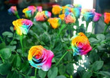 150 Seeds Per Pack - Holland Rainbow Rose