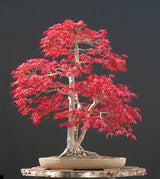 20 Seeds Per Pack - Japanese Red Maple Bonsai Tree