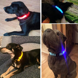 Safety 2x LED Dog Collar + Leash + Tag Ultimate Complete Set