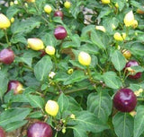 200 Seeds Per Pack - Giant Chili Hot Pepper