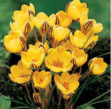 20 Seeds Per Pack - Saffron Crocus Seeds