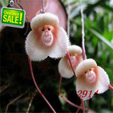 40 Seeds Per Pack - Butterfly Orchid Bonsai Flowers